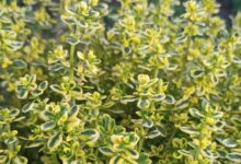 Photo of Мокко с мятой: ароматная пара