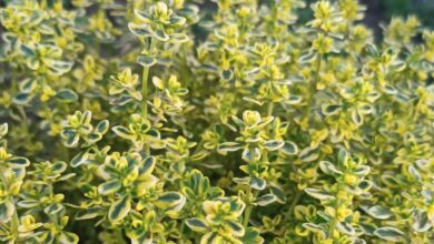 Photo of Мокко с мятой: ароматная пара