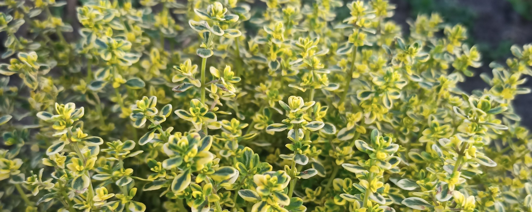 Фото 1 — Мокко с мятой: ароматная пара